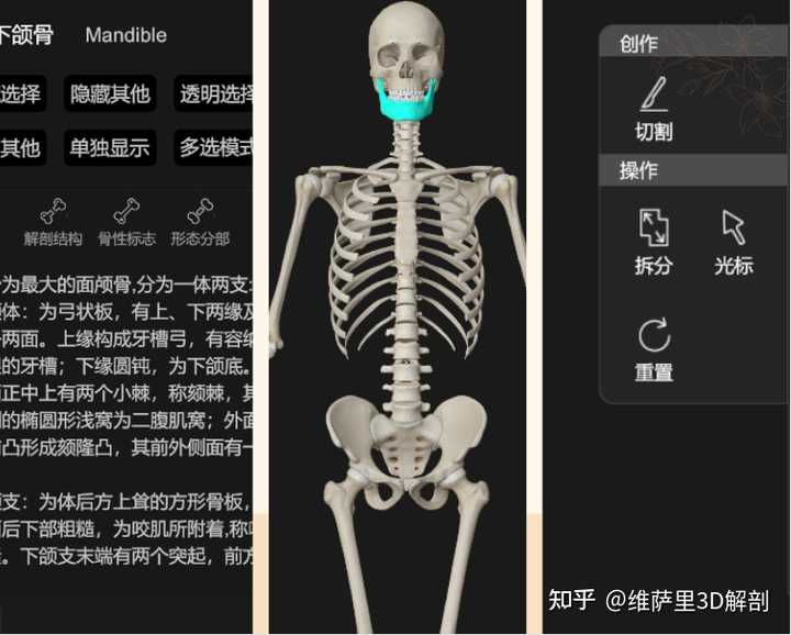 国内最好的解剖软件是3Dbody吗？ - 知乎