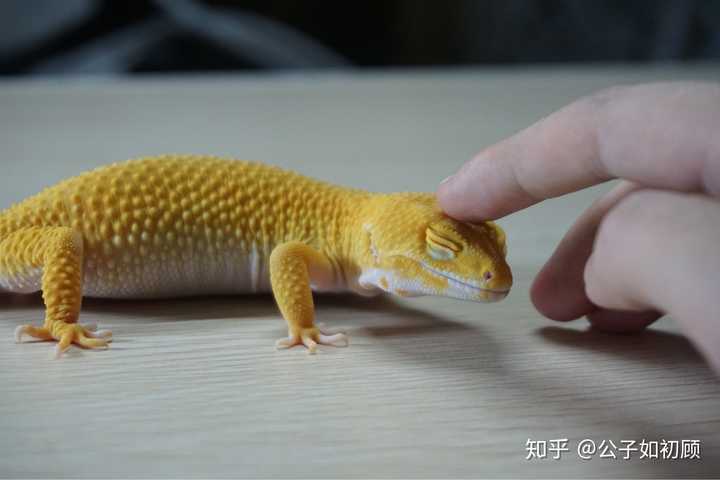 怎么看待那些养爬宠的人? - 知乎