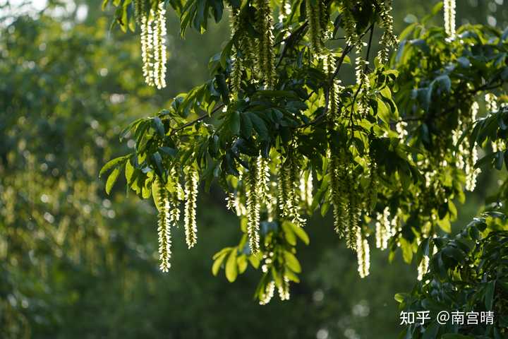 你见到过哪些特别好看、令人惊喜的植物种子或果实? - 知乎