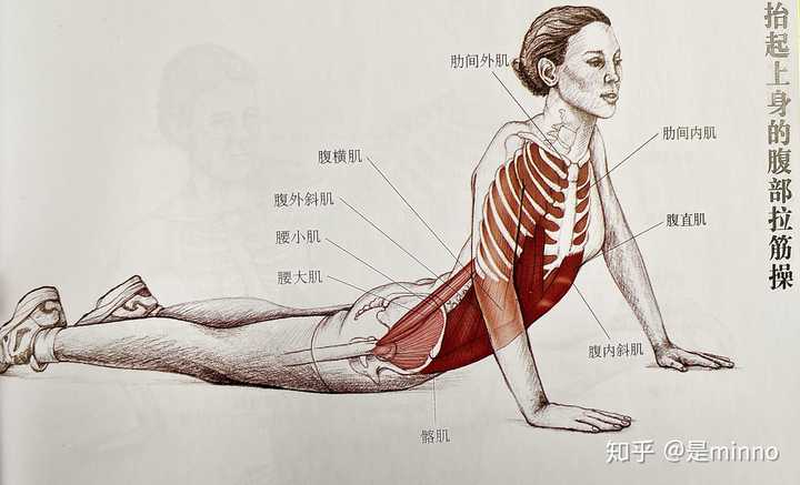 公认瘦肚子最快的方法_瘦肚子最快的速度_怎么样可以快速瘦肚子