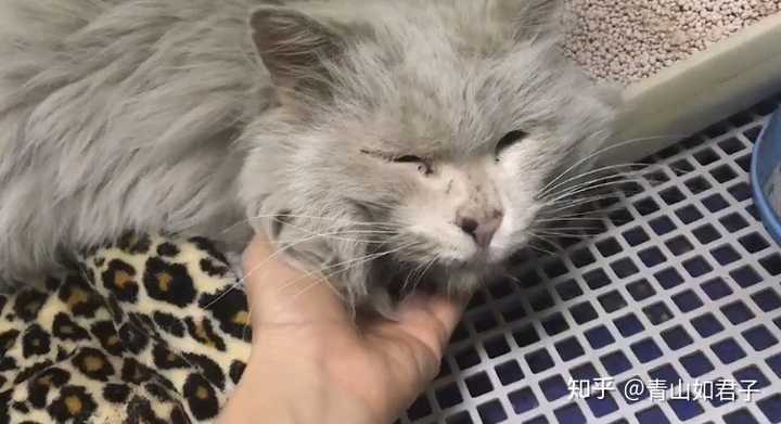 猫的自净能力有多强大 知乎 猫的自净能力有多强大 知乎