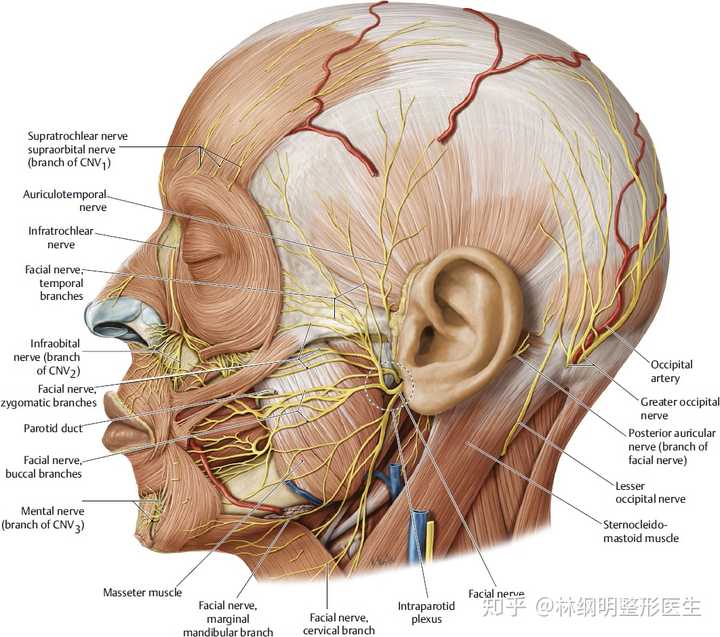 现神经受损的原因，与面部密集的神经群和整体组织较薄都有一定的关系。