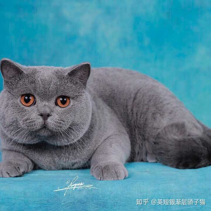 请问能空运英短来马来西亚的吗 Ps 找个猫舍 有英短的 知乎