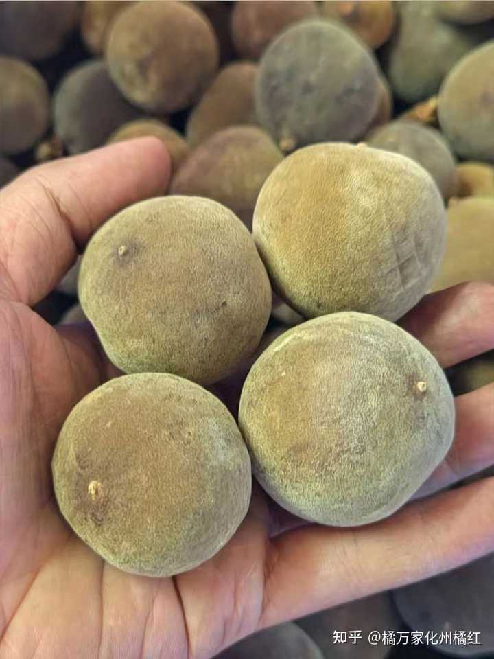 橘红和陈皮的区别有什么？ - 知乎