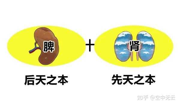 脾虚和肾虚是通的吗? - 知乎
