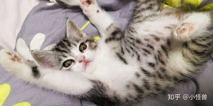 如何区分狸花猫和美国短毛猫 知乎