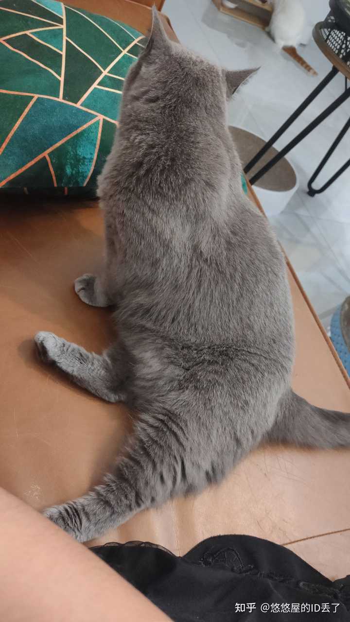 蓝猫胆子太小如何让它变得活泼开朗 会不会抑郁 知乎