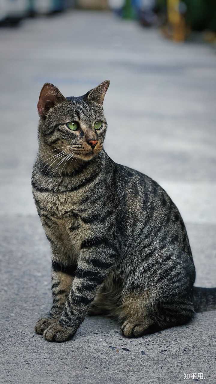 中国本土的猫咪是怎么起源的? - 知乎