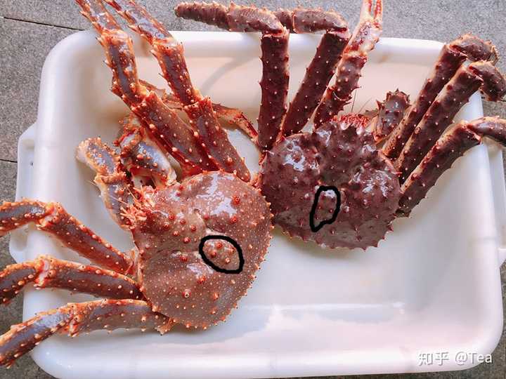 帝王蟹这种东西为什么只吃大腿 知乎 帝王蟹这种东西为什么只吃大腿 知乎