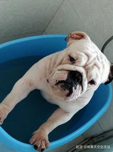 英国斗牛犬好养吗 性格怎么样 知乎 英国斗牛犬好养吗 性格怎么样 知乎