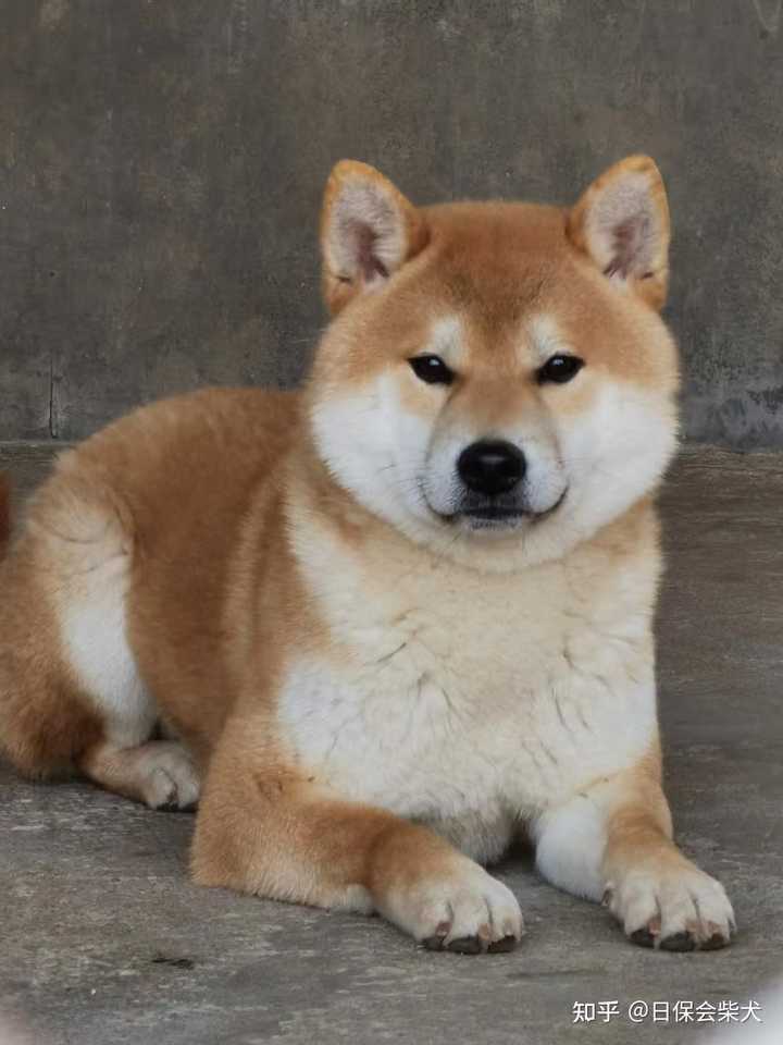 为啥我家柴犬没有豆豆眉 纯吗 知乎 为啥我家柴犬没有豆豆眉 纯吗 知乎