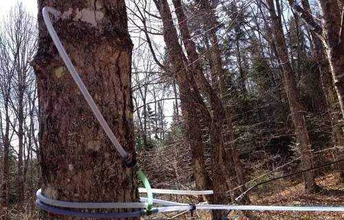 加拿大枫糖浆怎么吃 知乎