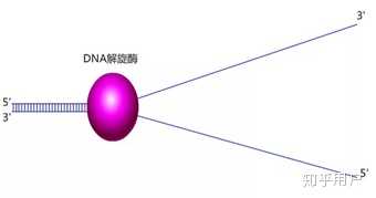 端粒是如何在细胞分裂中缩短的？ - 知乎