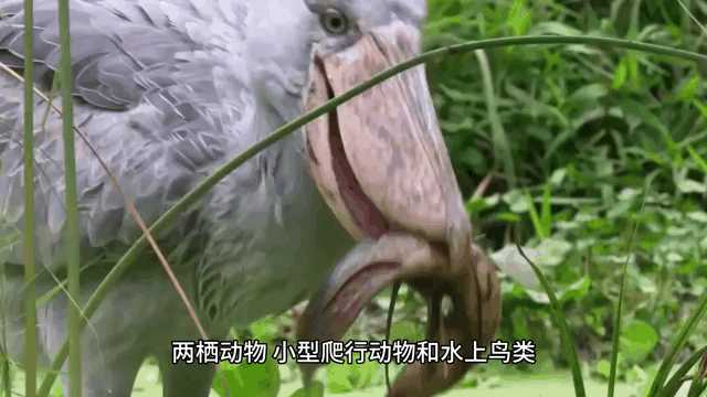 动图封面