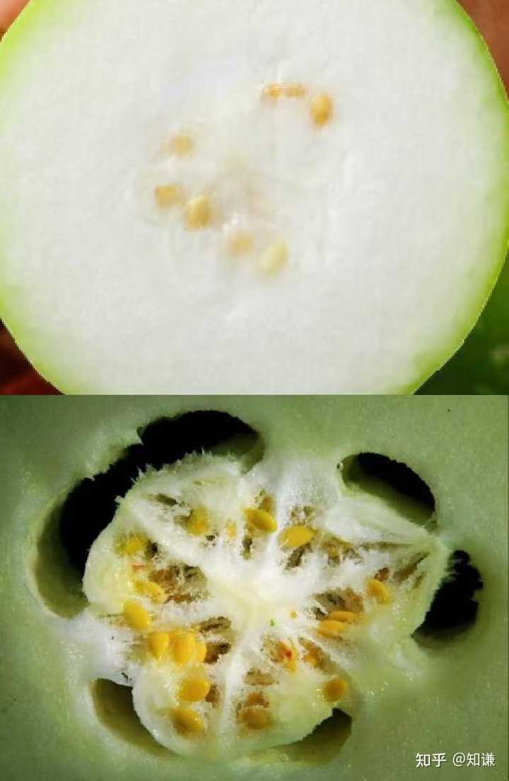 博主深夜用铁棍敲瓜,通过声音分辨瓜的好坏,月入最高十几万,听音辨瓜有科学原理吗?这项技能是怎么变现的? - 知乎