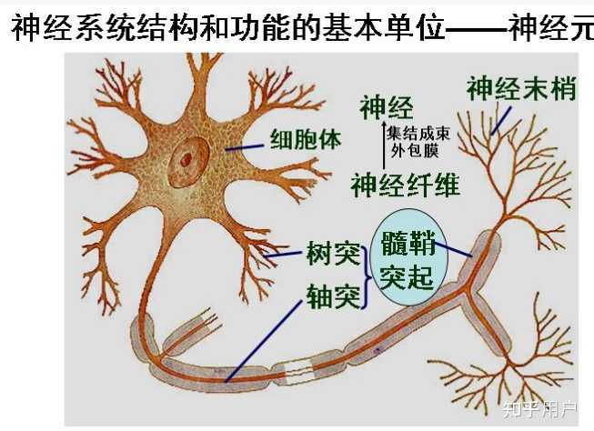 神经与神经纤维的关系是什么,神经包含神经元吗? - 知乎