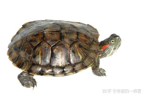 乌龟与鳖的区别有哪些？ - 知乎