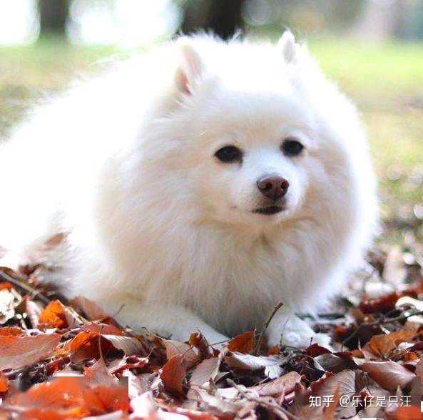 银狐犬的外貌和性格有哪些特点呢? - 知乎