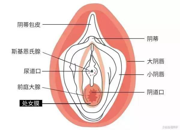 处女膜在哪？怎么看自己的处女膜？