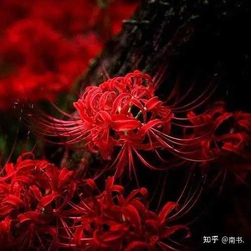 常见的花的花语是什么 知乎