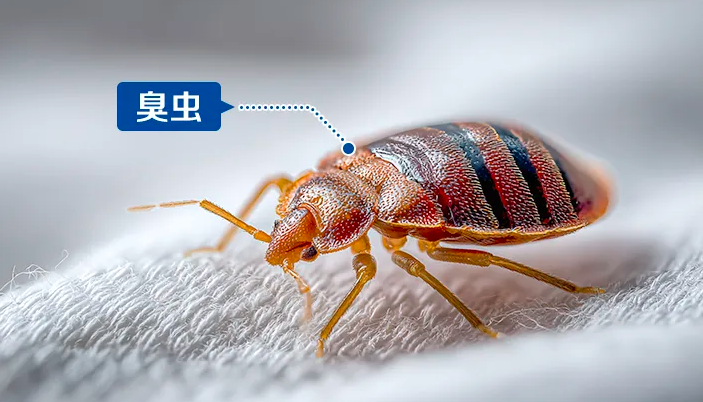 网友称几乎绝迹床虱又出现了，什么是床虱？容易在哪出现？如何有效预防和处理床虱问题？ - 知乎