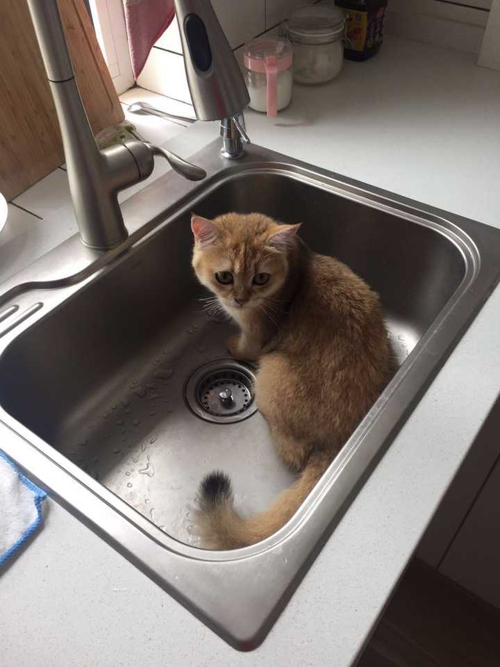家里养猫还能做开放式厨房吗 如果做的话 需要注意哪些点 知乎 家里养猫还能做开放式厨房吗 如果做的话 需要注意哪些点 知乎