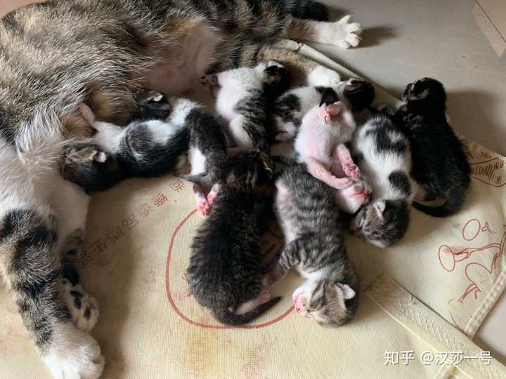 猫咪生崽后几天不能摸小猫？ - 知乎