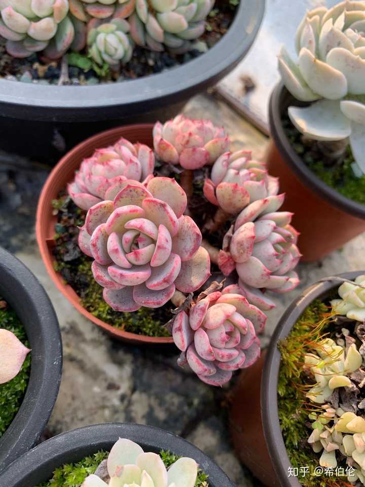 为什么多肉植物突然爆火 知乎