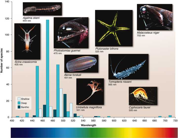 深海中有哪些生物能够发光,它们为何进化出发光能力? - 知乎