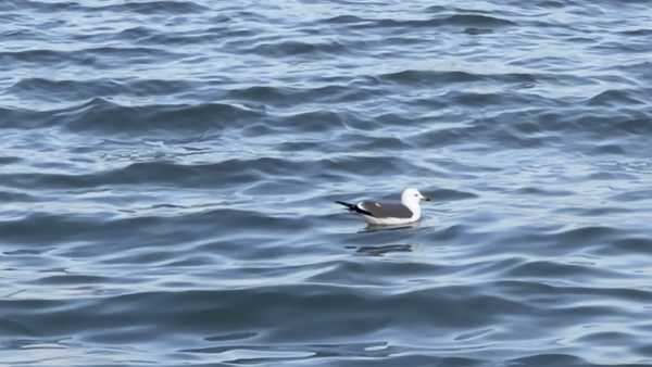 都说NPD是个空心人，可是有什么他们的语言案例呢?