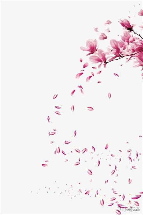 是一片花瓣还是一瓣花瓣 知乎