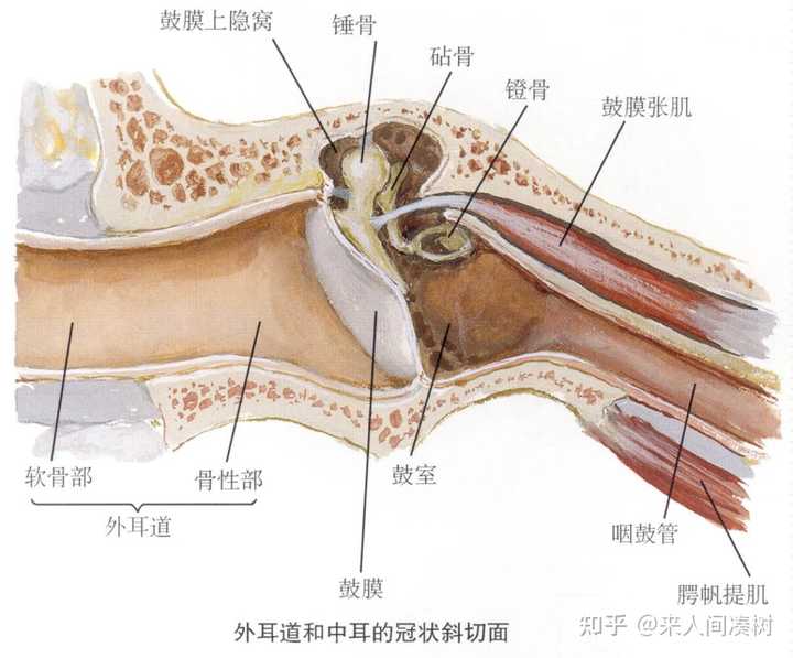 听力知识,医学上的听骨链是怎么样的? - 知乎