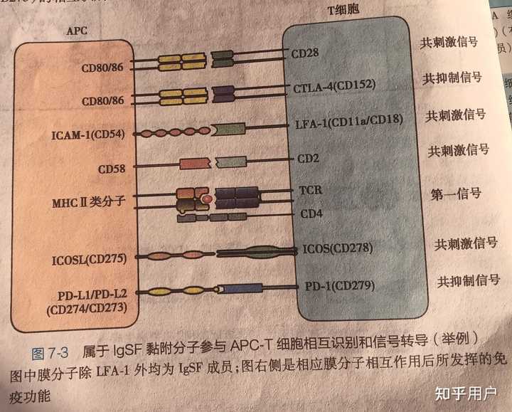 黏附分子有哪几类?主要有哪些功能? - 知乎