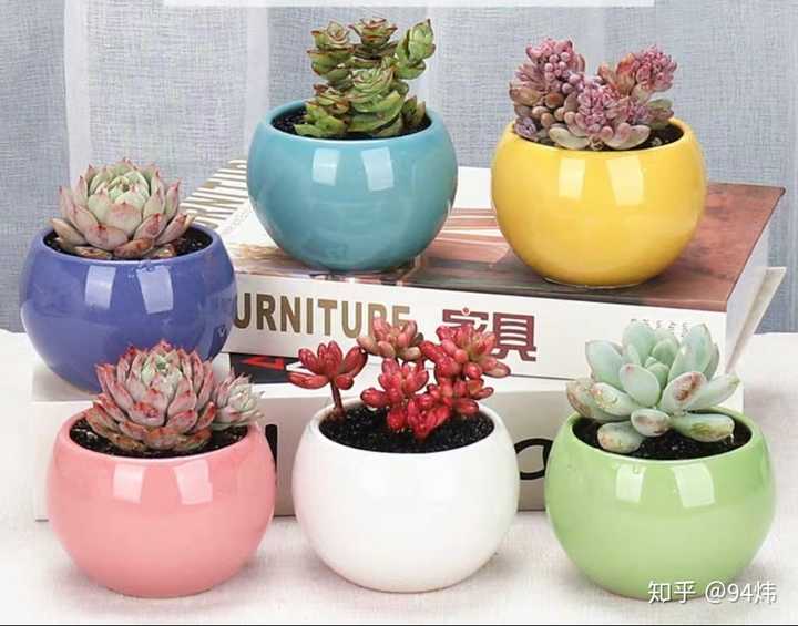 大家喜欢什么样的多肉花盆 知乎
