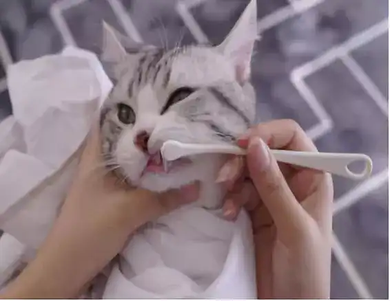 猫牙刷如何选择 给猫刷牙有何技巧 知乎