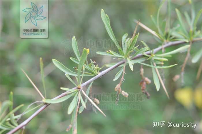 蔷薇科植物为什么有刺? - 知乎
