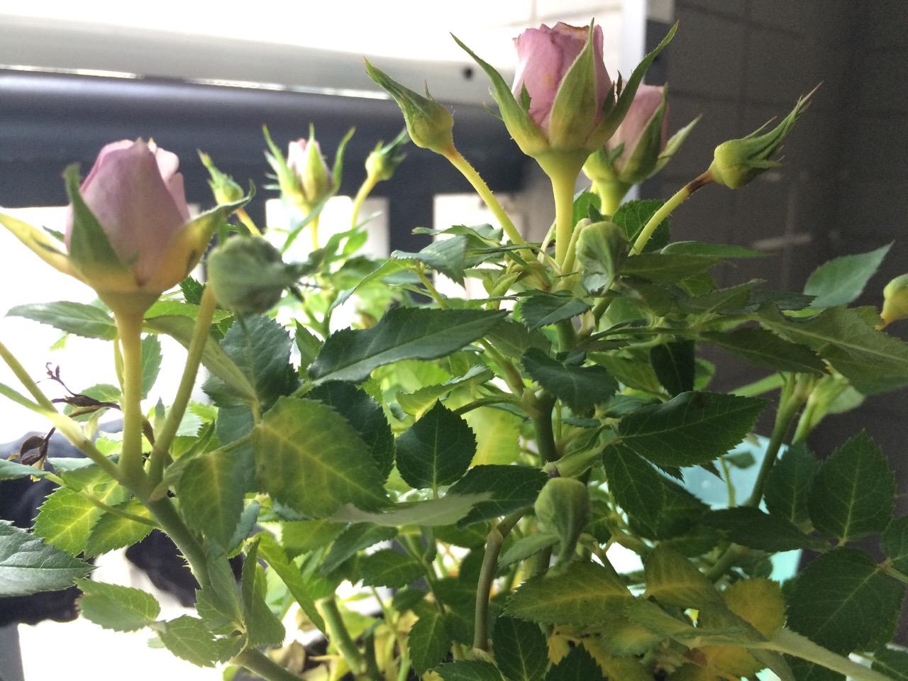 微型玫瑰花苞边缘的茎发黑花苞枯死但是主茎没有发黑发黑的茎不会蔓延