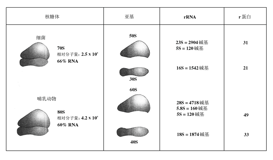 原核生物的核糖体和真核生物的核糖体除沉降系数以外的差别在哪里?