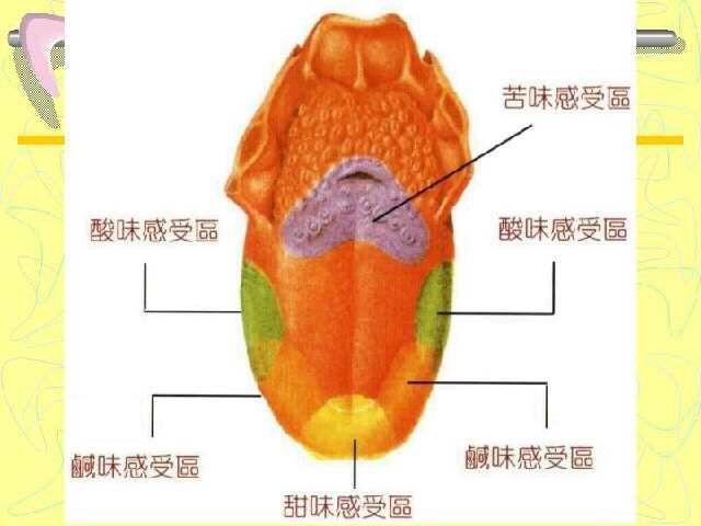舌头上的味觉分布是怎样的? - 知乎
