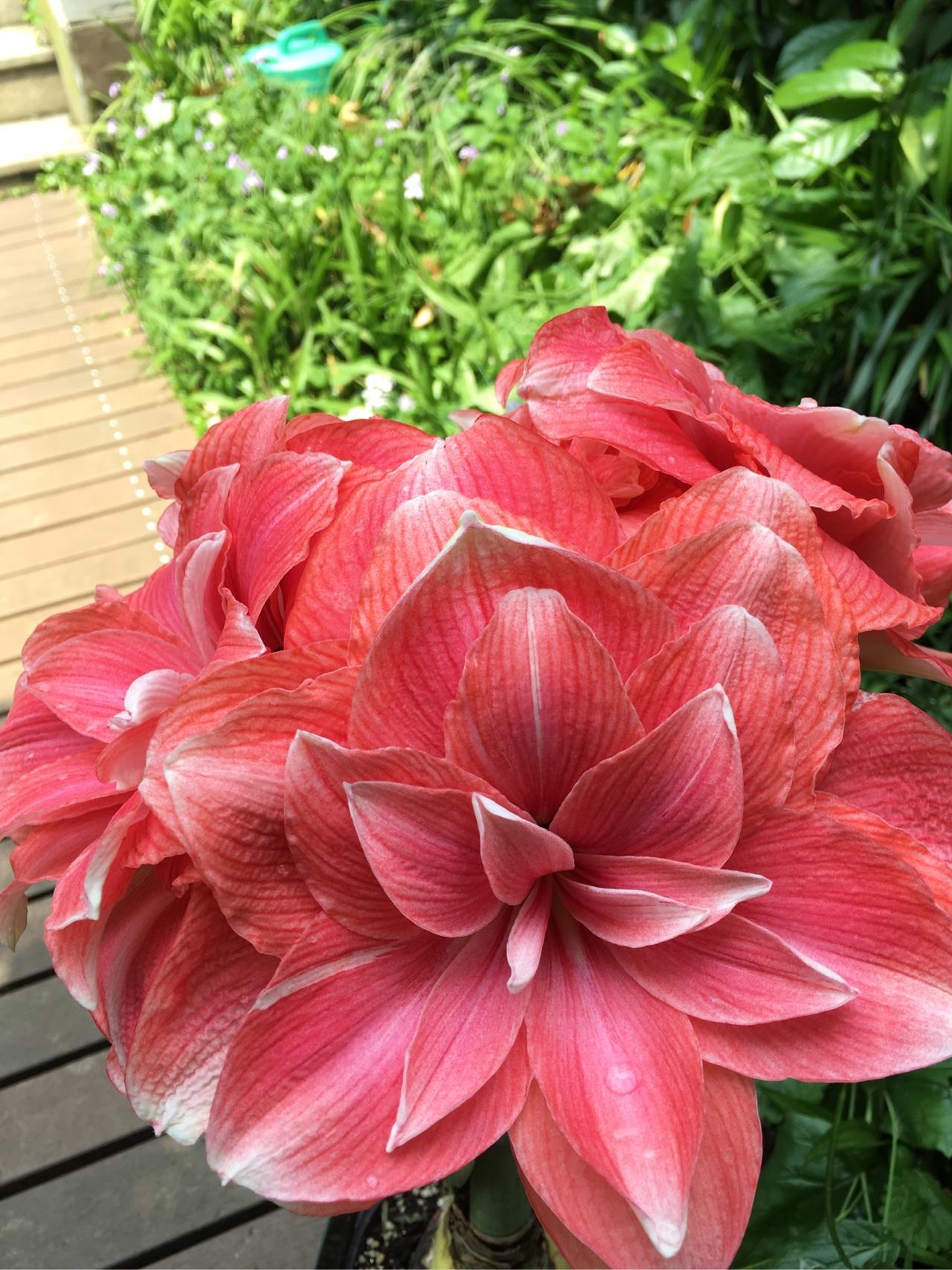 有哪些容易养活又花朵很大很好看的花呢