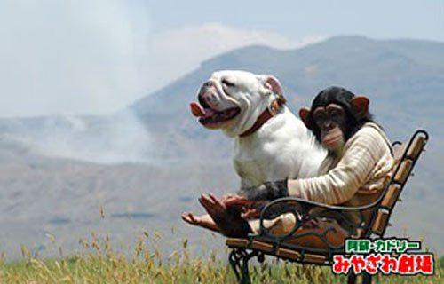 想知道日本猩猩小庞的近况