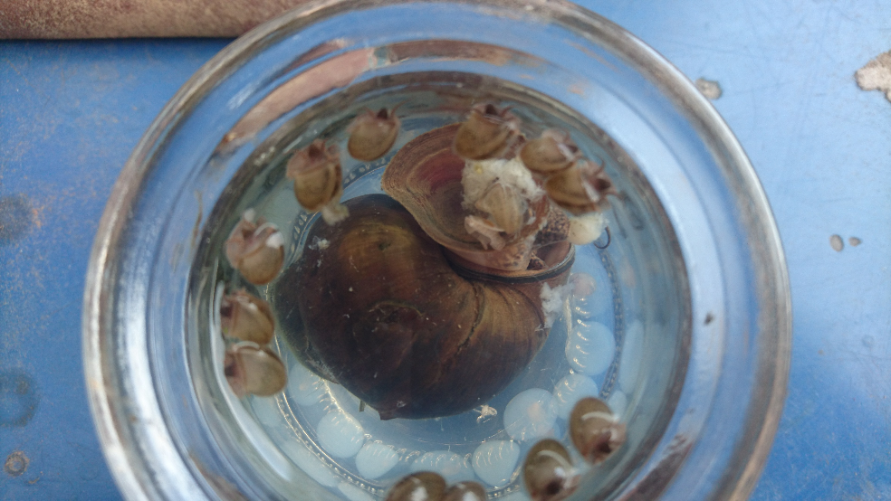 田螺是怎么生宝宝的