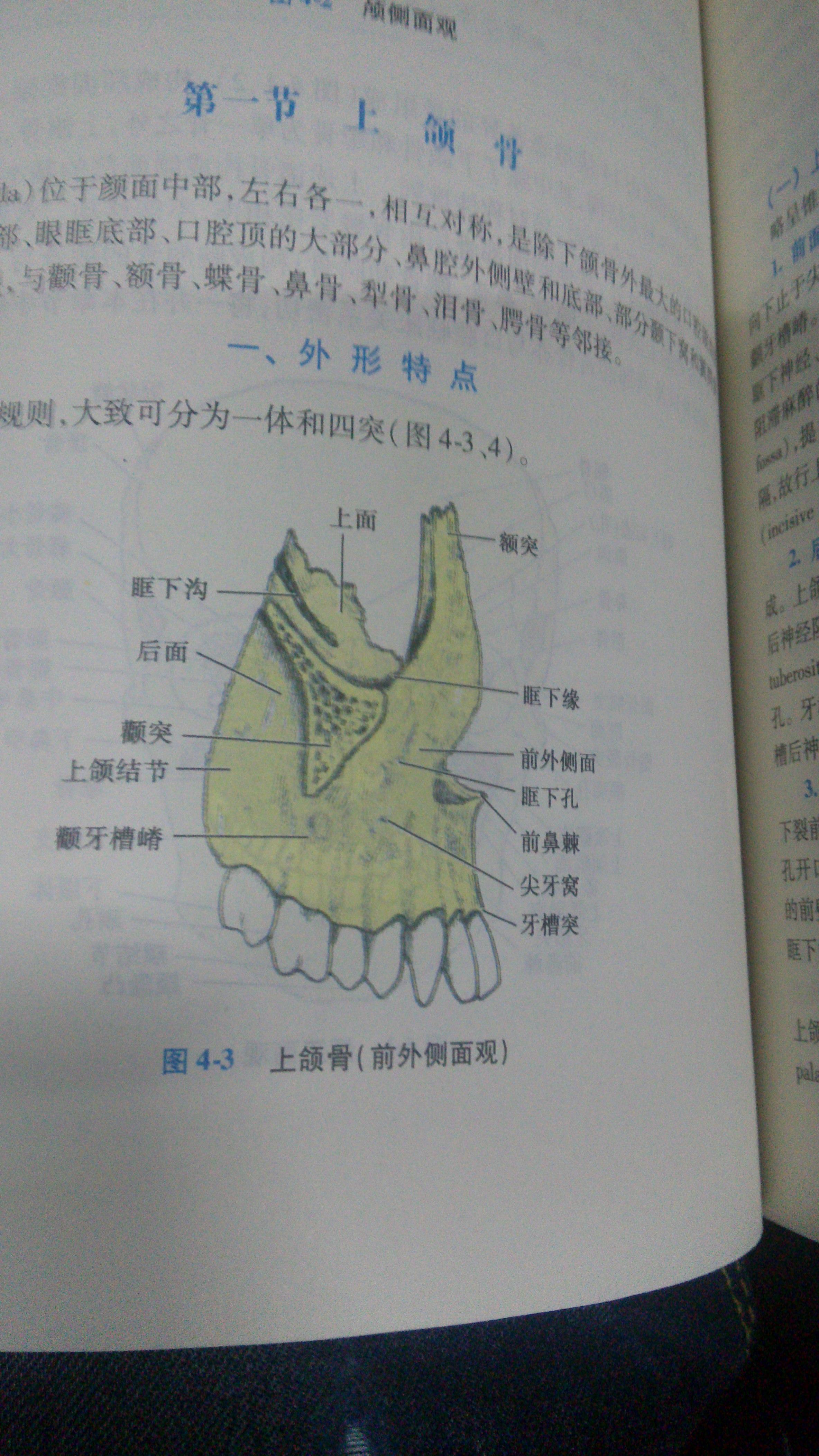 上颚结构示意图图片