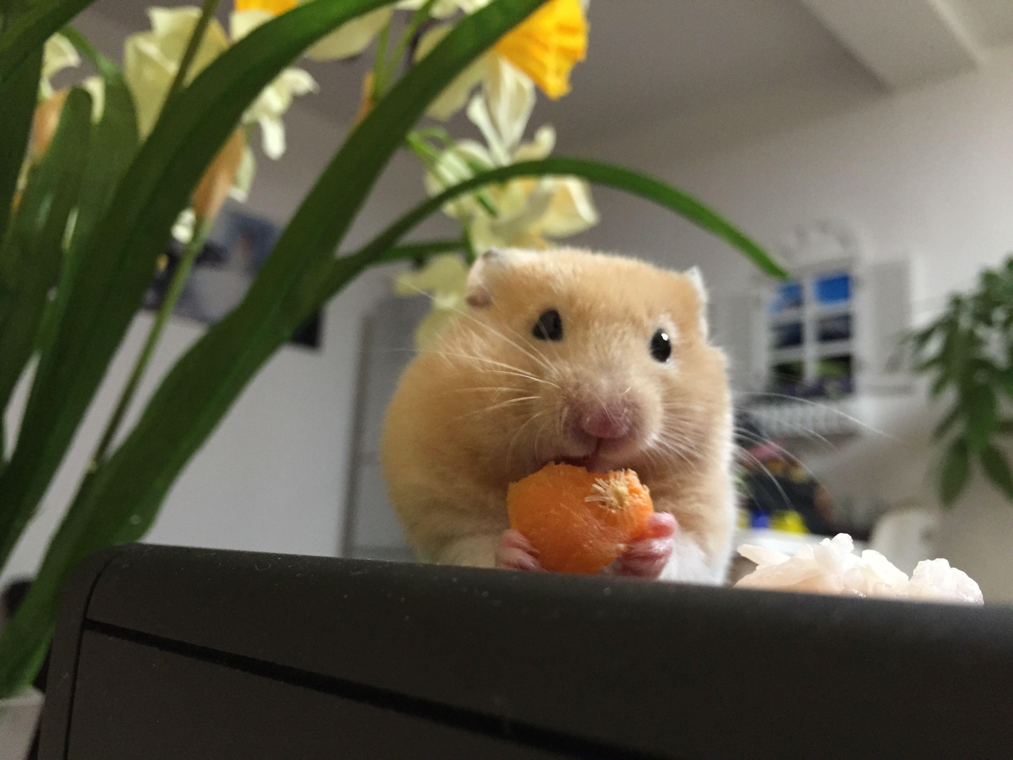 求解怎样把仓鼠拍的好看