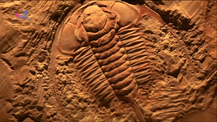 视频寻找三叶虫的后代