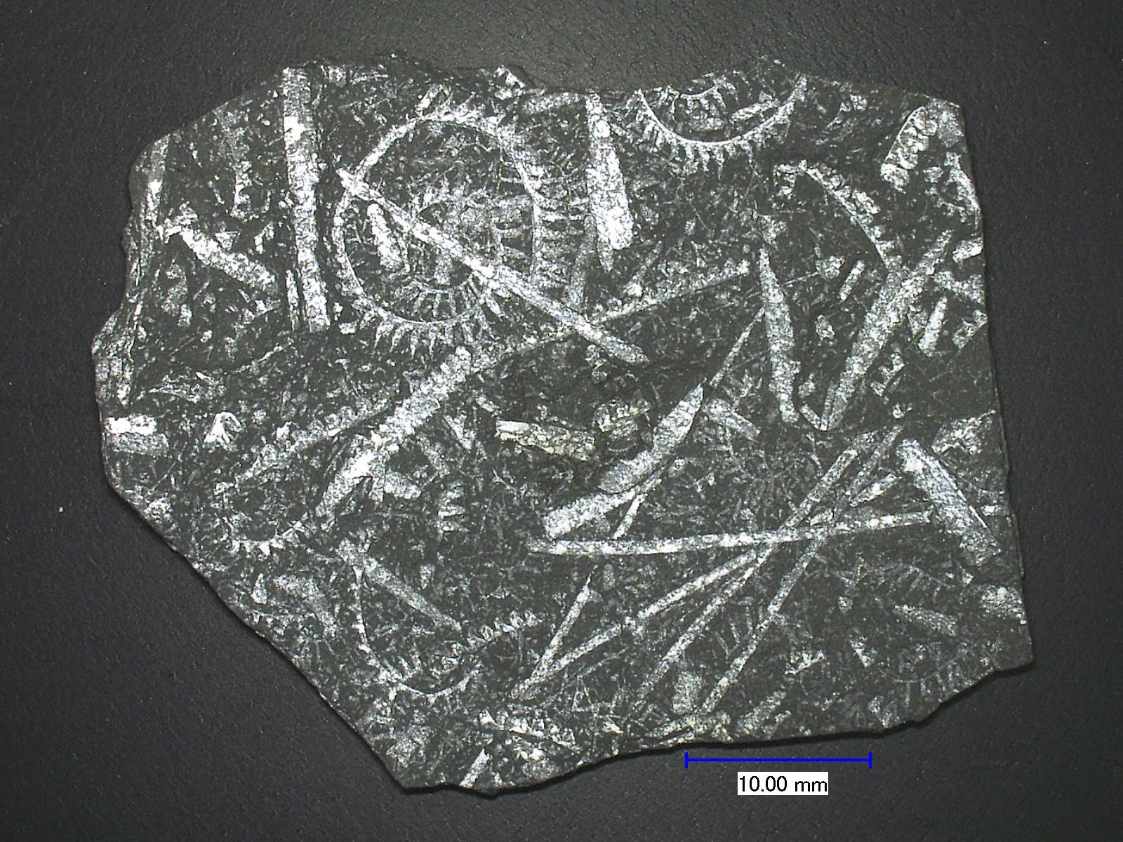 各个地质年代的标准化石是什么