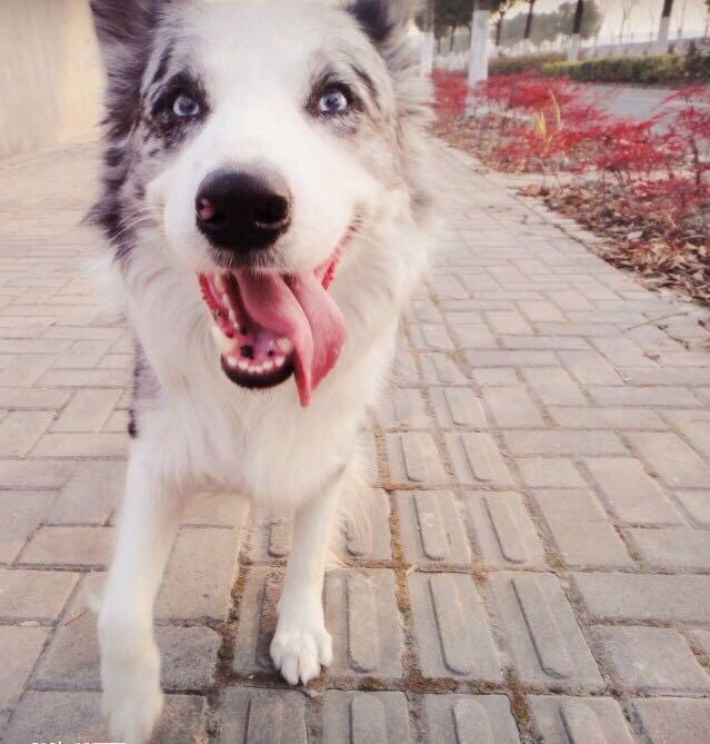 鸳鸯眼的边牧有什么问题为什么不建议繁殖