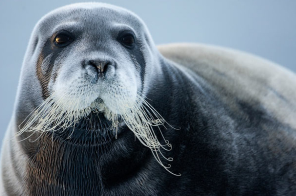 海豹,海狮,海狗有什么区别? - 知乎