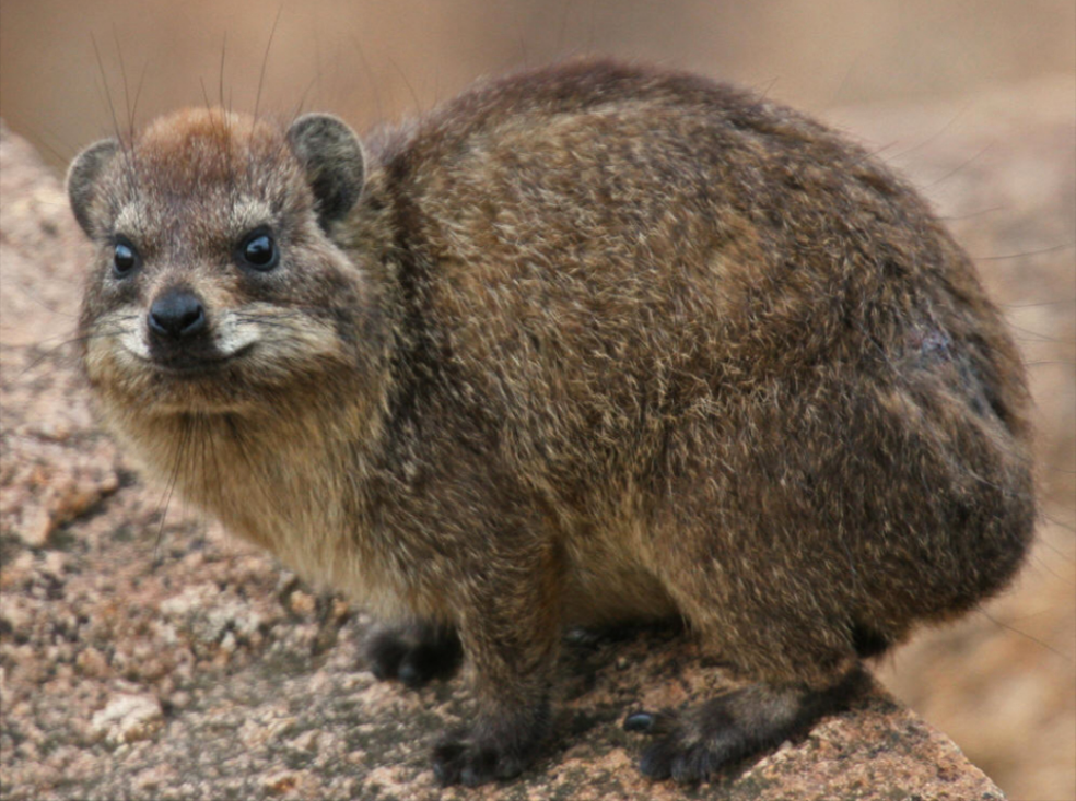 是不是所有动物都有尾巴你们知道什么没有尾巴的动物