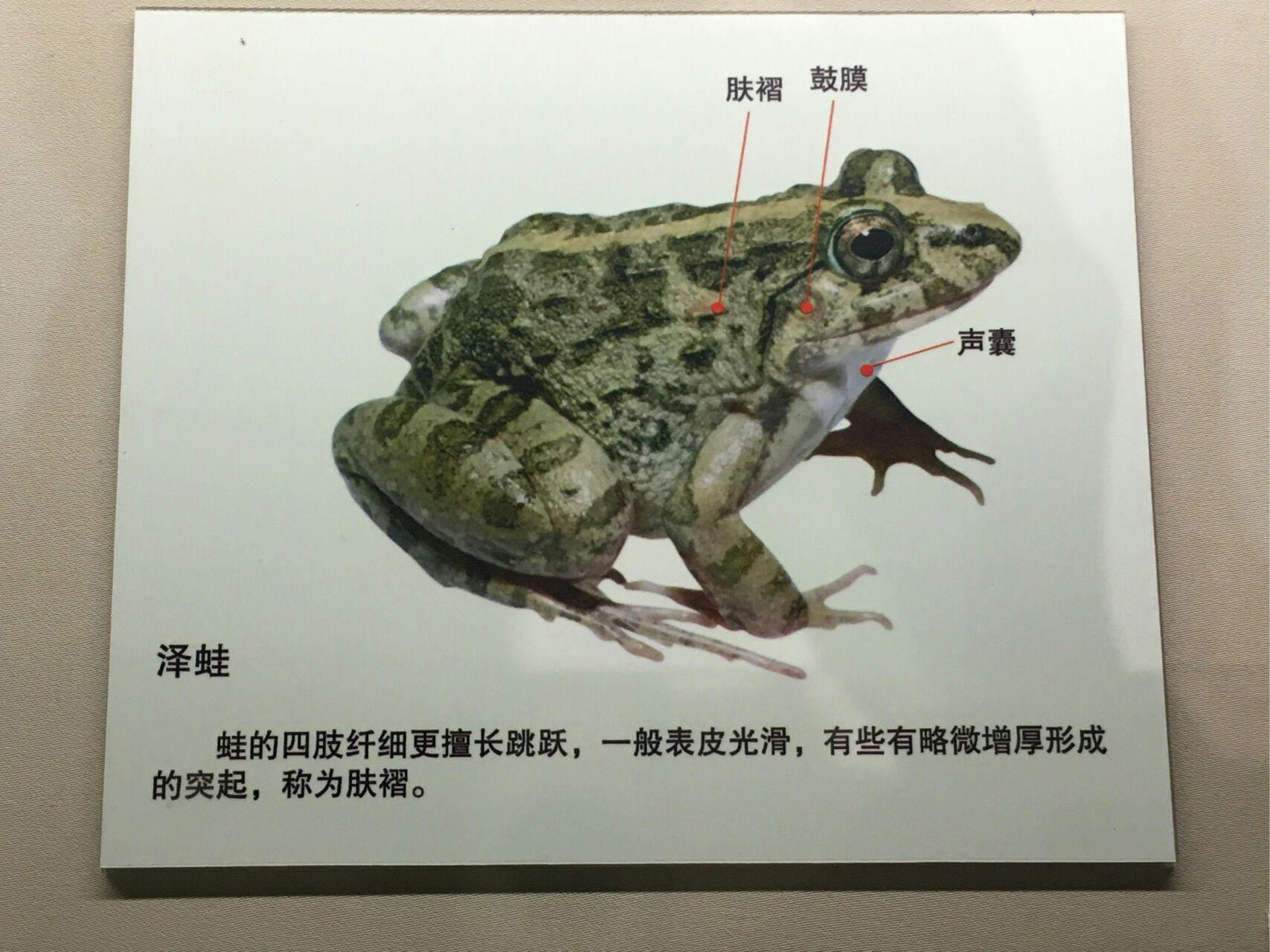 为什么青蛙后腿比较有力?
